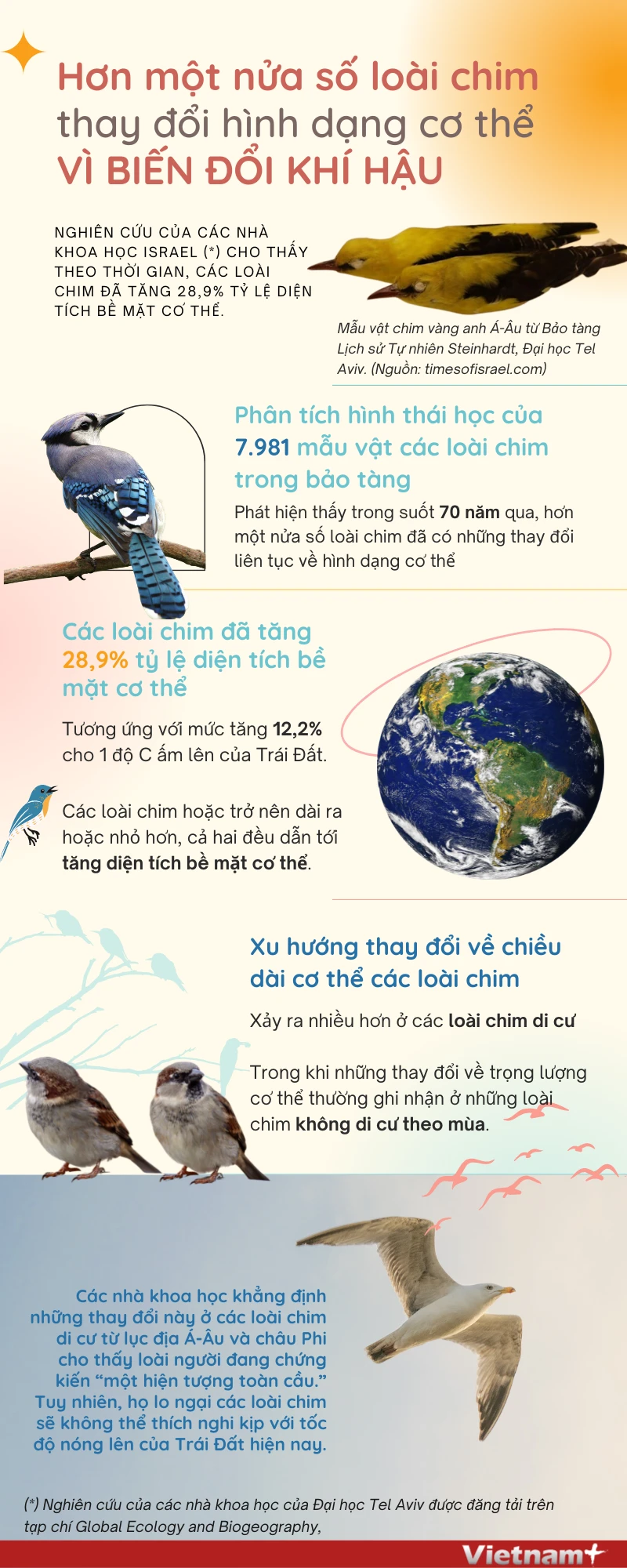 Cu cườm – Wikipedia tiếng Việt