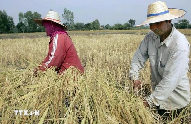 Nông dân thu hoạch lúa trên cánh đồng ở tỉnh Roi Et, Thái Lan. (Ảnh: AFP/TTXVN)