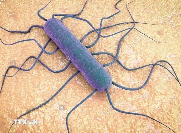 Vi khuẩn Listeria. (Nguồn: alamy) 