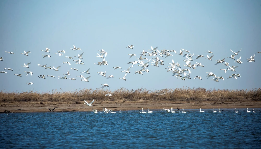 Được phê chuẩn vào tháng 10 năm 1992, Khu bảo tồn Thiên nhiên Quốc gia Châu thổ sông Hoàng Hà được dành riêng để bảo tồn các vùng đất ngập nước ở cửa sông Hoàng Hà, đặc biệt là vùng đất ngập nước tân kiến tạo, cùng các loài chim quý hiếm và có nguy cơ tuyệt chủng. (Nguồn: Vietnam+)