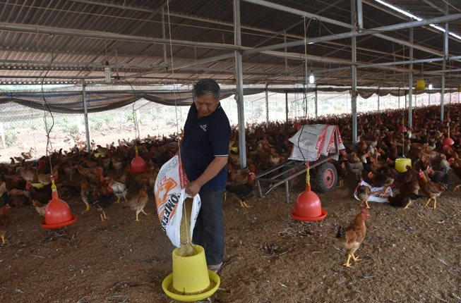 Giá thức ăn chăn nuôi liên tục tăng nhanh gây khó khăn cho người nông dân. Trong ảnh: Chăn nuôi gà tại ấp Bình Mỹ, xã Bình Giả, Châu Đức, Bà Rịa-Vũng Tàu. (Ảnh: Hoàng Nhị/TTXVN) 