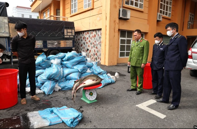 Công an tỉnh Lào Cai cho biết đơn vị đã phát hiện và bắt giữ 3 xe ôtô được thuê vận chuyển hơn 3 tấn cá tầm sống không rõ nguồn gốc. (Nguồn: Báo Pháp Luật)