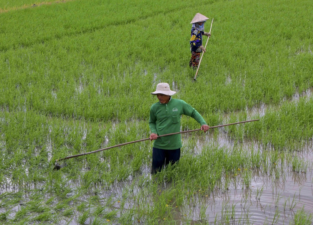 Ảnh minh họa.( Nguồn: Duy Khương/TTXVN) 