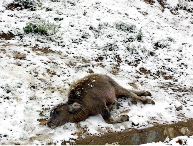 Gia súc bị chết do rét đậm, rét hại tại Sa Pa. (Ảnh: Quỳnh Trang/TTXVN) 