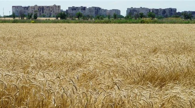 Cánh đồng lúa mỳ gần Mariupol (Ukraine) ngày 15/7/2022. (Ảnh: AFP/TTXVN) 