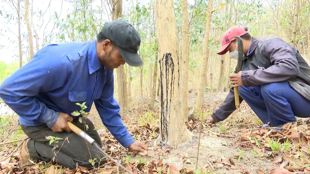 Người dân làng A Lao chăm sóc rừng trắc của mình. (Ảnh: Hoài Nam/TTXVN)