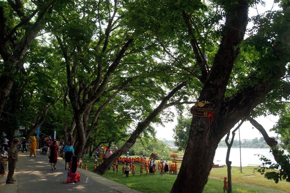 Một trong 9 cây sưa được công nhận Cây di sản Việt Nam. (Ảnh: Trịnh Bang Nhiệm/TTXVN)