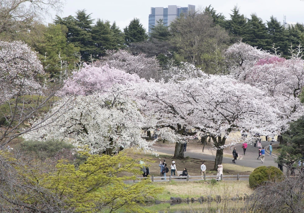 Hoa anh đào nở rộ tại thủ đô Tokyo của Nhật Bản | Vietnam+ ...