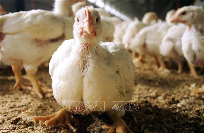 Một trang trại gà tại Verona, Italy. (Ảnh: AFP/TTXVN)
