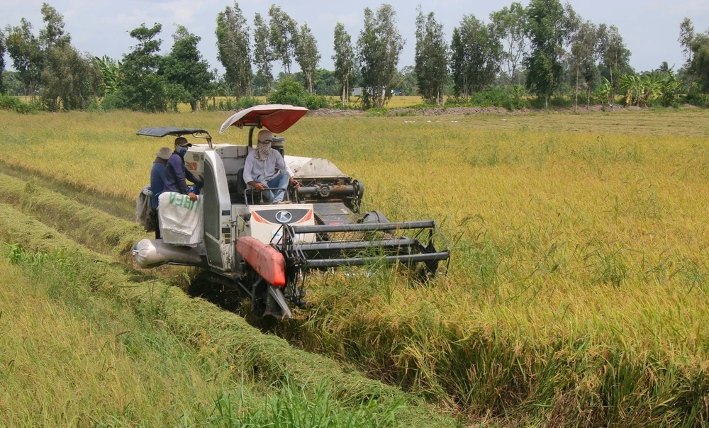 Thu hoạch lúa Hè Thu tại huyện Châu Thành A. (Ảnh: Duy Khương/TTXVN)