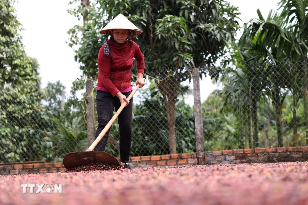 Người dân xã Ea Kao, thành phố Buôn Ma Thuột (Đắk Lắk) phơi càphê. (Ảnh: Tuấn Anh/TTXVN)