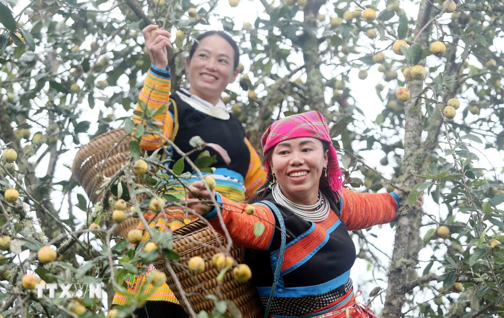 Đồng bào dân tộc Mông tại xã Xím Vàng (Bắc Yên, Sơn La) thu hoạch sơn tra. (Ảnh: Quang Quyết/TTXVN)