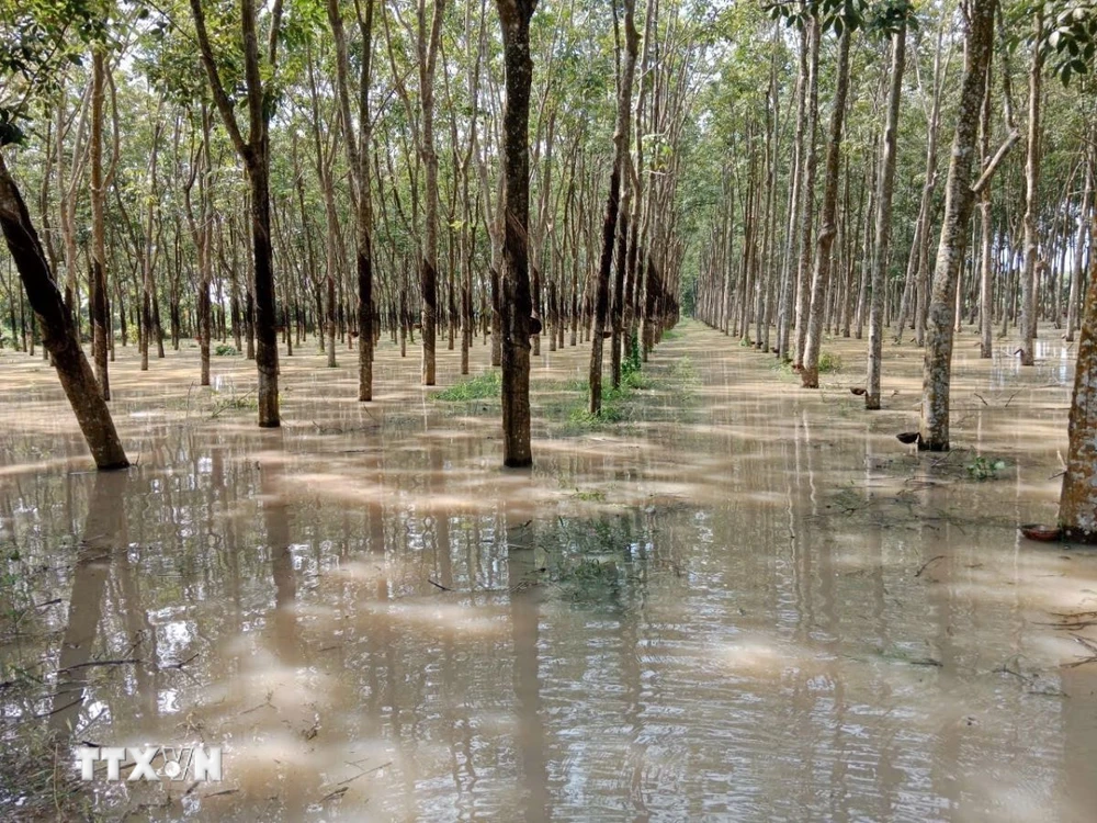 Khoảng 12,5ha cao su của nhiều hộ dân ở khu vực ấp Mương Đào, xã Long Nguyên, huyện Bàu Bàng, tỉnh Bình Dương bị ngập cục bộ. (Ảnh: Huyền Trang/TTXVN)