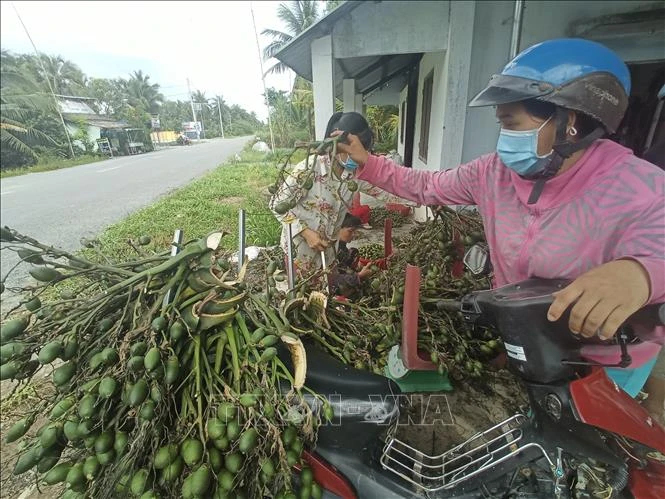 Thu mua cau non tại Bến Tre. (Nguồn: TTXVN)