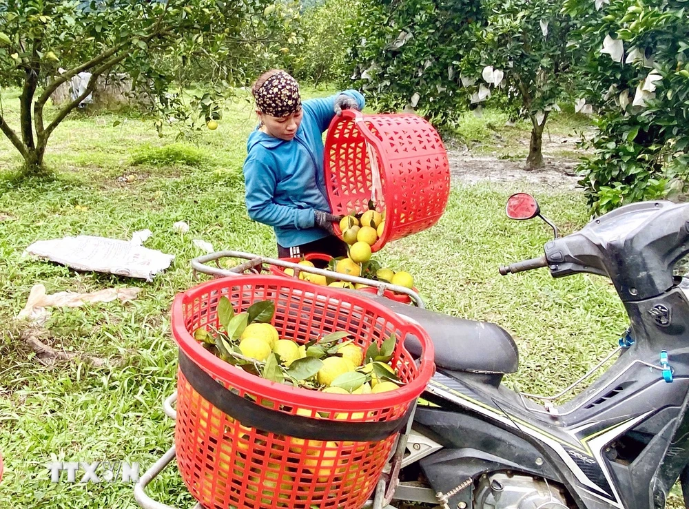 Bà Dương Thị Mai (thôn Anh Hùng, xã Thượng Lộc, huyện Can Lộc) chuyển cam lên xe máy để đưa đi tiêu thụ. (Ảnh: Hữu Quyết/TTXVN)