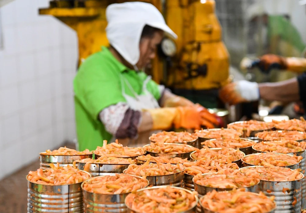 Công nhân chế biến sản phẩm nấm đóng hộp tại một nhà máy ở Trùng Khánh (Trung Quốc), ngày 16/10/2023. (Ảnh: THX/TTXVN)