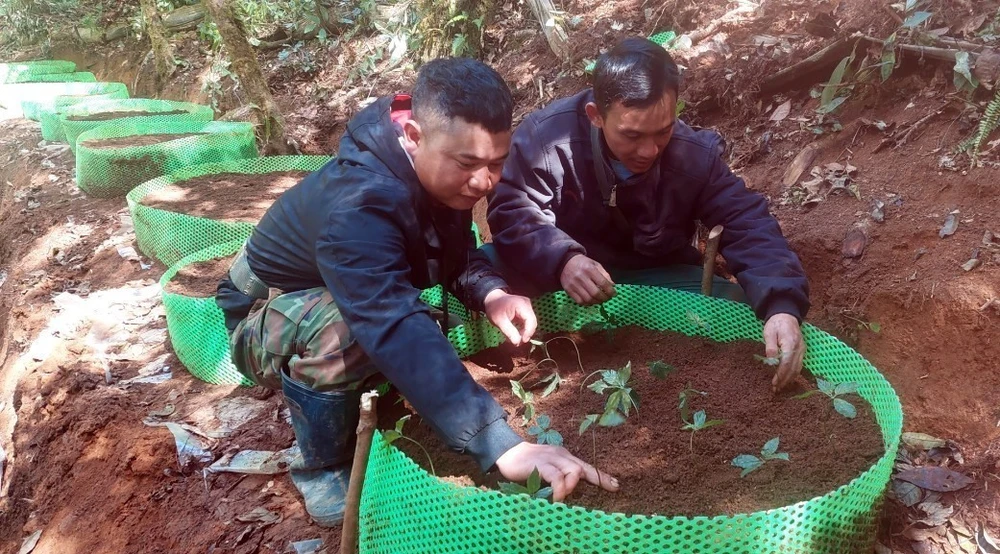 Người dân hộ nghèo tại huyện Tu Mơ Rông trồng sâm giống Ngọc Linh do Thủ tướng Chính phủ Phạm Minh Chính tặng. (Ảnh: Cao Nguyên/TTXVN)