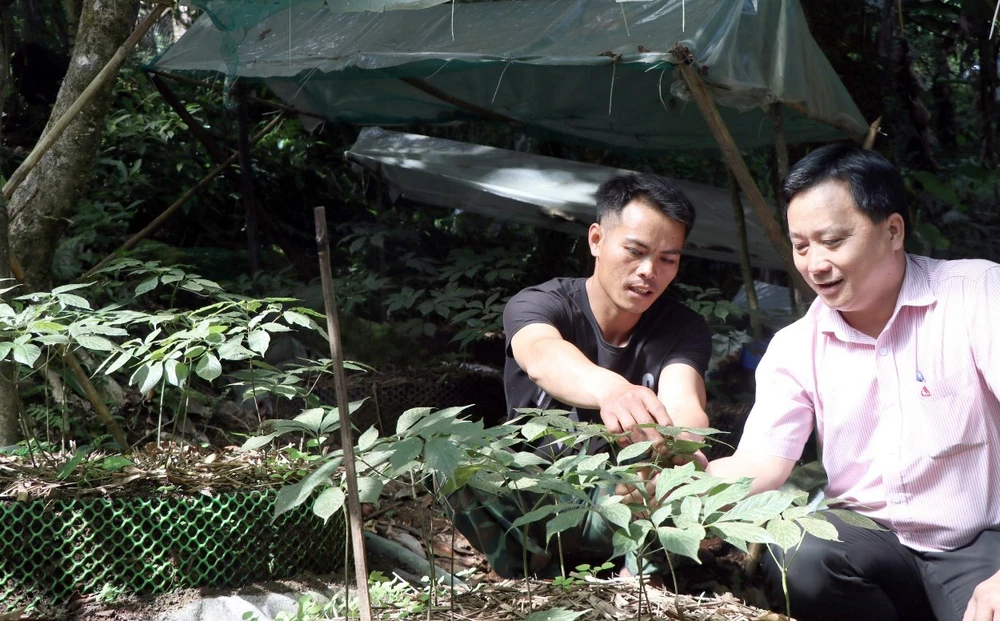 Anh A Linh (trái), làng Pu Tá, xã Măng Ri, huyện Tu Mơ Rông, vay 100 triệu đồng ở Ngân hàng Chính sách Xã hội huyện để trồng sâm và hiện đang sở hữu gần 5.000 cây sâm Ngọc Linh. (Ảnh: Cao Nguyên/TTXVN)