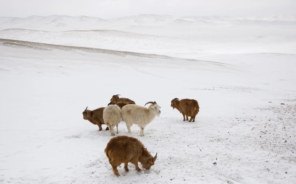 Tuyết phủ trắng xóa tại Sergelen Soum (Mông Cổ), tháng 11/2023. (Ảnh: AFP/TTXVN)