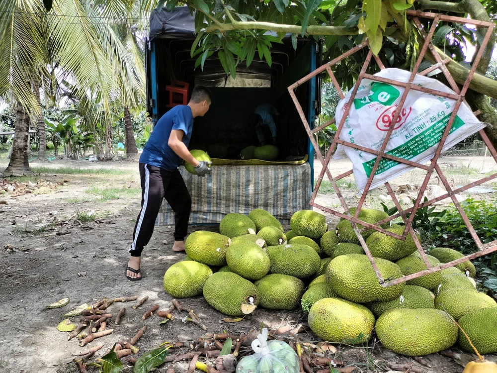 Giá bán loại trái cây này tăng vọt bất ngờ, một nông dân Tiền Giang trồng 2,2ha mà lãi gần 1 tỷ/năm- Ảnh 2.