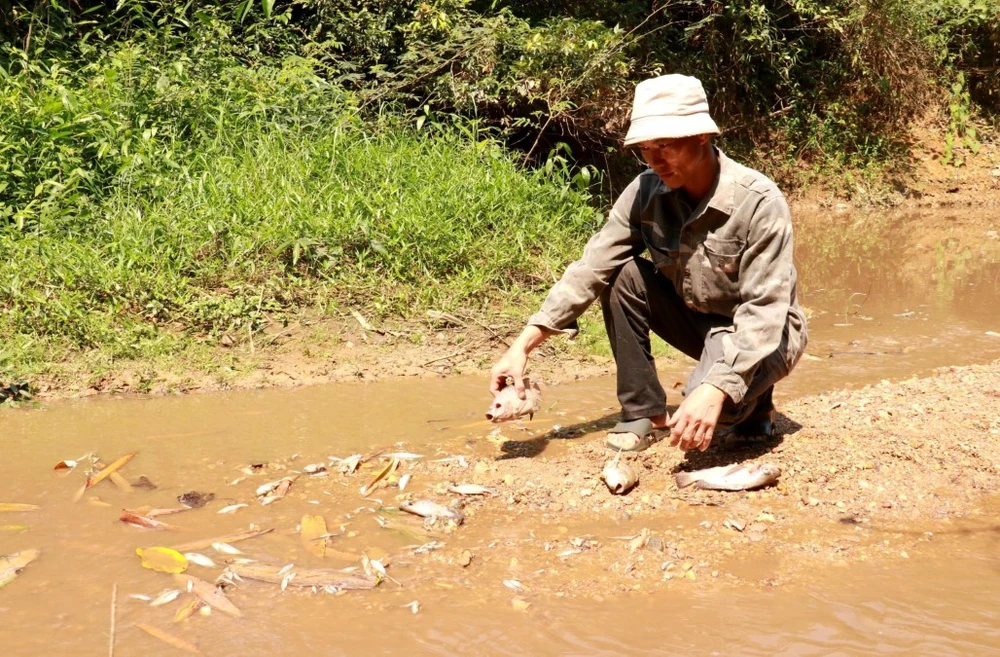 Người dân kiểm tra các loại cá chết ở khe Rào Trường, xã Vĩnh Hà, huyện Vĩnh Linh (tỉnh Quảng Trị). (Ảnh: Nguyên Lý/TTXVN)