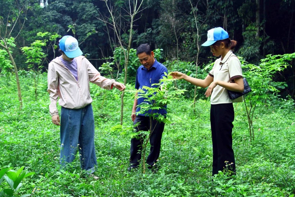 Quảng Bình hiện có trên 590.000ha rừng, tỷ lệ che phủ rừng gần 70%. (Ảnh: Tá Chuyên/TTXVN)