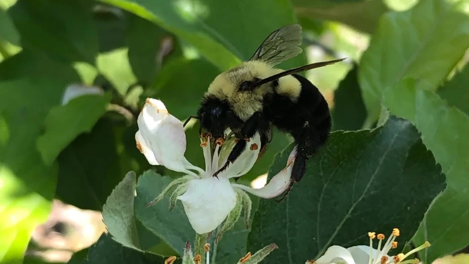 Một con ong vò vẽ chúa. (Nguồn: CNN)
