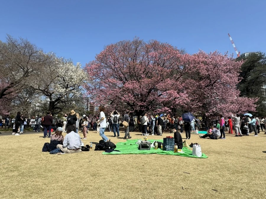Du khách đến chiêm ngưỡng hoa anh đào tại Công viên Quốc gia Shinjuku Gyoen ở Thủ đô Tokyo (Nhật Bản). (Ảnh: Phạm Tuân/TTXVN)
