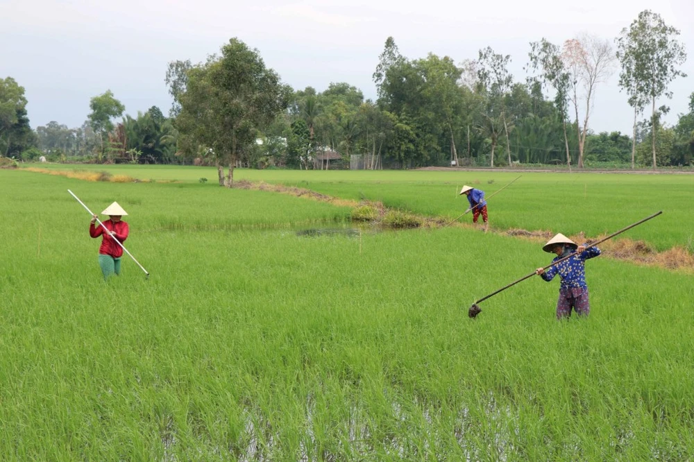 Chăm sóc lúa tại huyện Long Mỹ (Hậu Giang). (Ảnh: Duy Khương/TTXVN)