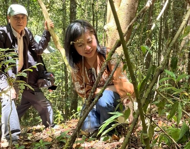 Lan hài đài cuốn đã nở hoa, trong mô hình bảo tồn. (Nguồn: Báo Giáo dục và Thời đại Online)