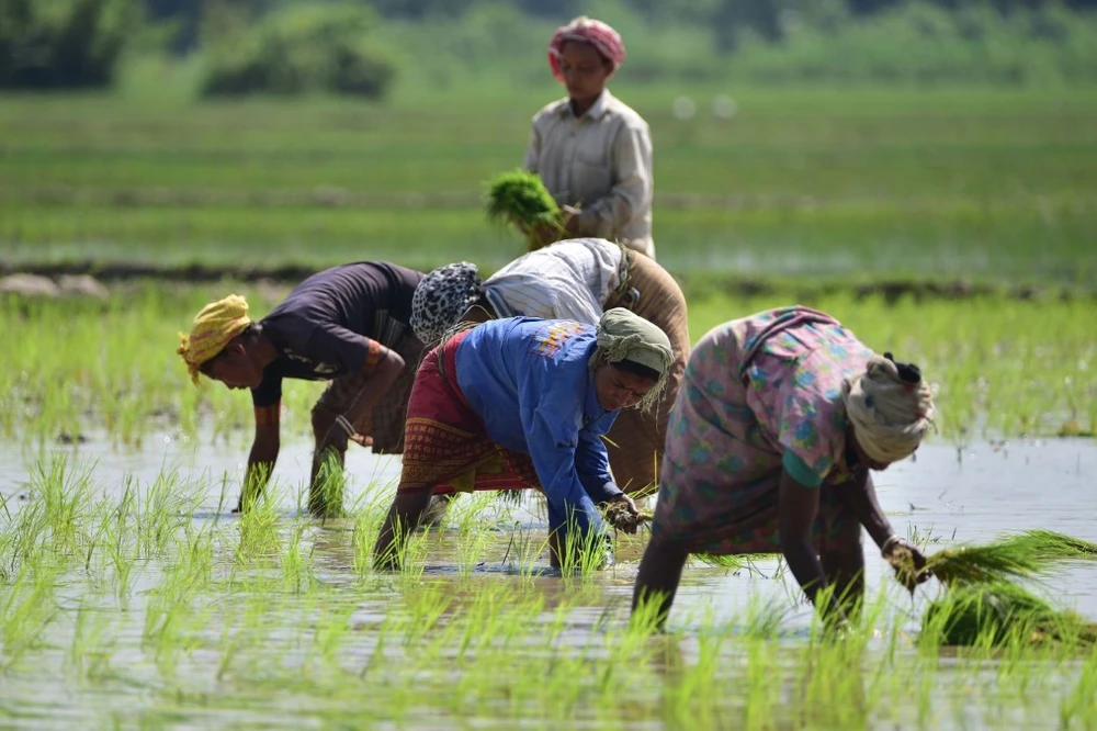 Nông dân trồng lúa trên cánh đồng ở Nagaon, bang Assam (Ấn Độ). (Ảnh: THX/TTXVN)