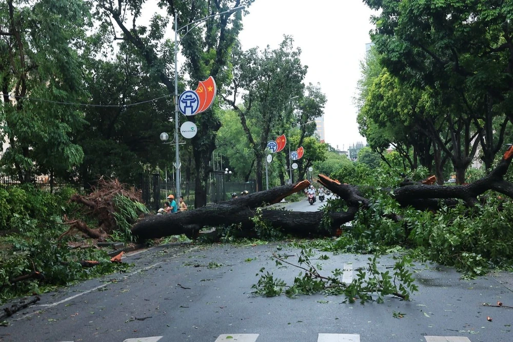 Cây to đổ chắn ngang phố Ngô Quyền, quận Hoàn Kiếm khiến việc đi lại của người dân gặp nhiều khó khăn. (Ảnh: Hoàng Hiếu/TTXVN)