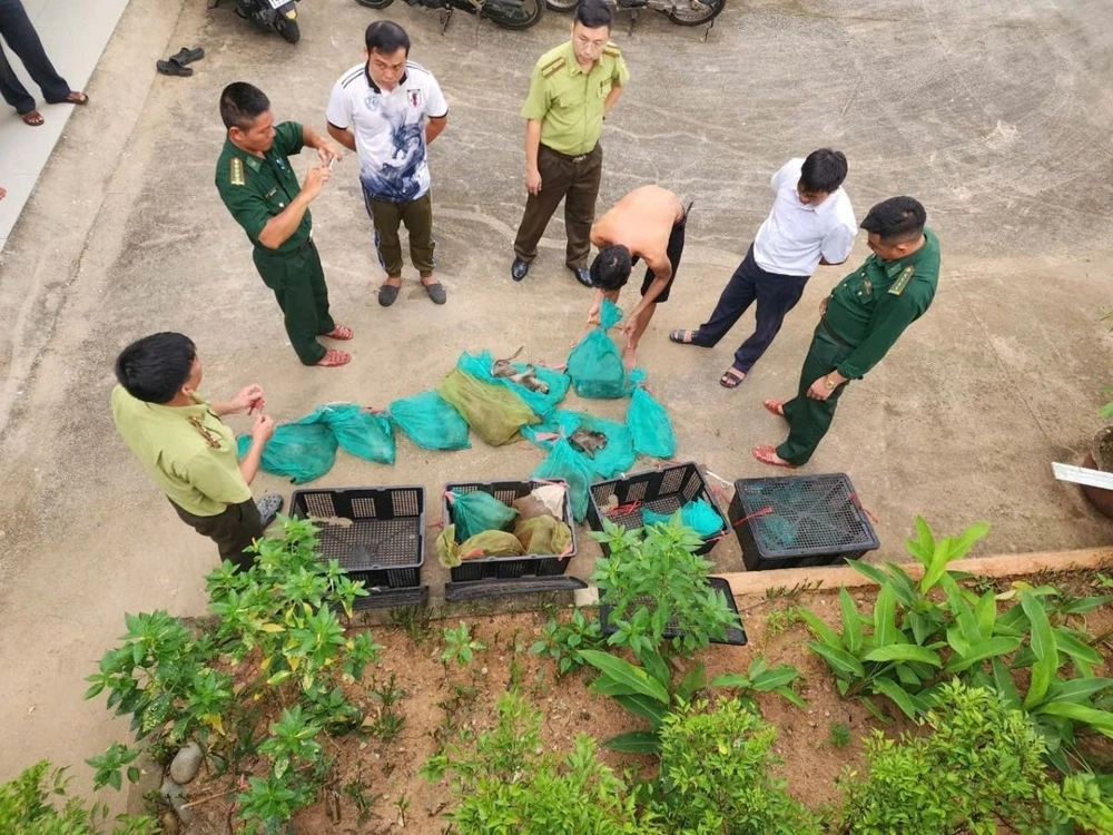 Lực lượng chức năng tiến hành kiểm đếm và ghi nhận 17 cá thể khỉ có trọng lượng 33,5kg. (Ảnh: Ban Quản lý Vườn Quốc gia Côn Đảo/TTXVN phát)