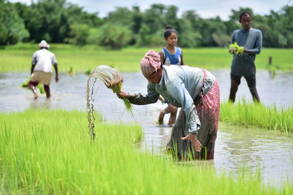 Nông dân trồng lúa trên cánh đồng tại Nagaon, bang Assam (Ấn Độ). (Ảnh: THX/TTXVN)