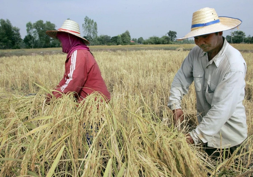 Nông dân thu hoạch lúa trên cánh đồng ở tỉnh Roi Et (Thái Lan). (Ảnh: AFP/TTXVN)