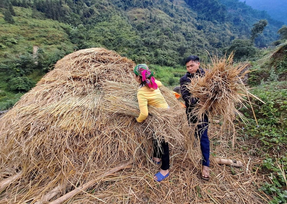 Người dân chuẩn bị thức ăn, rơm rạ cho gia súc vật nuôi chống rét ở xã biên giới Xín Chải, huyện Vị Xuyên (tỉnh Hà Giang). (Ảnh: Đức Thọ/TTXVN)