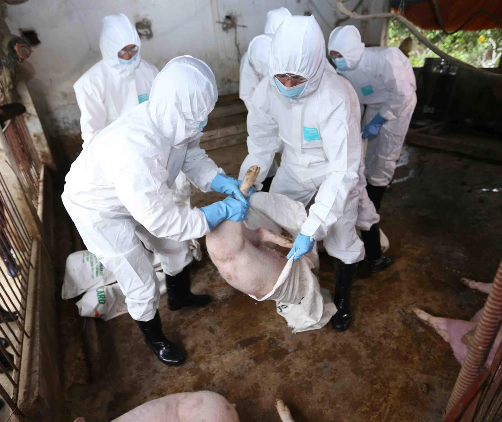 Vận chuyển lợn bệnh đi tiêu hủy tại hộ dân ở thôn Nga My Hạ, xã Thanh Mai, huyện Thanh Oai, Hà Nội. Ảnh minh họa. (Ảnh: Vũ Sinh/TTXVN)
