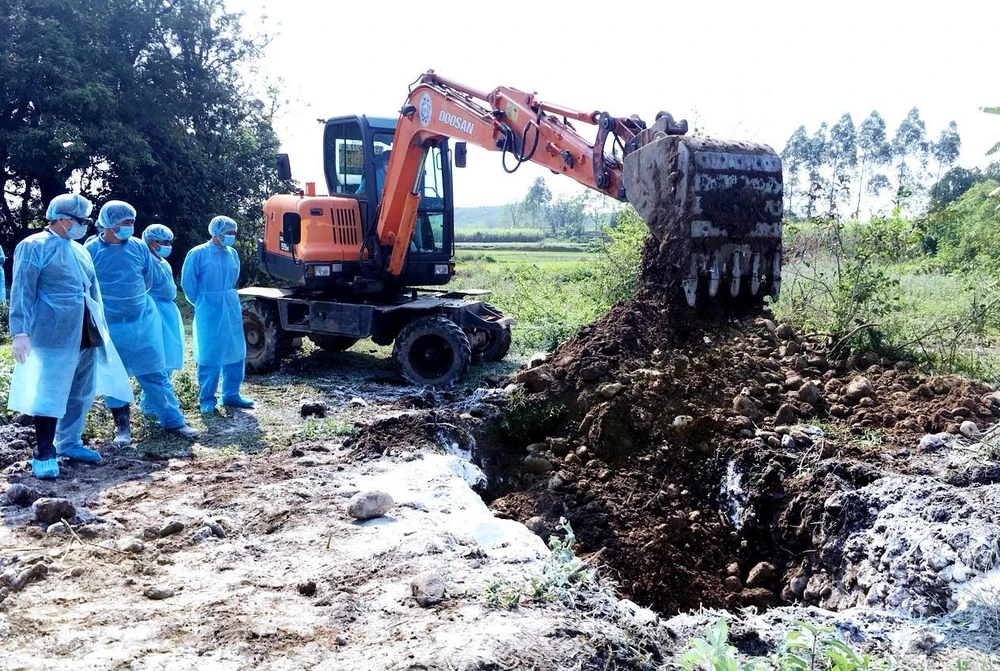 Lực lượng chức năng tỉnh Quảng Ninh tổ chức tiêu hủy chôn lấp toàn bộ đàn lợn bị nhiễm dịch tả châu Phi. (Ảnh: Văn Đức/TTXVN)