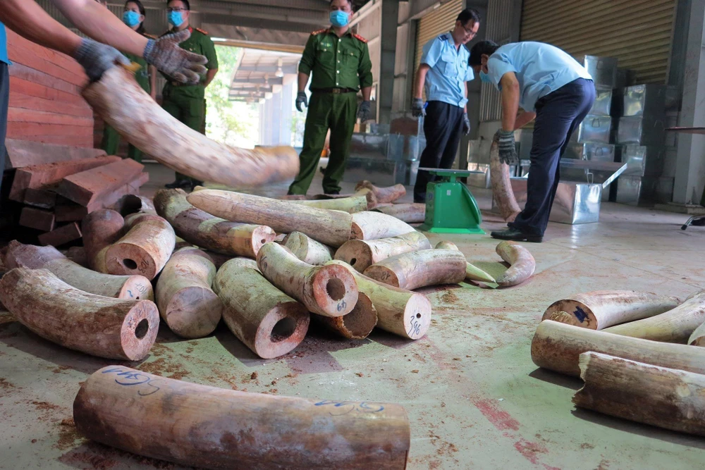 Lực lượng chức năng đang kiểm tra lô hàng, thu giữ nhiều ngà voi được cất giấu trong các hộp gỗ xẻ. (Nguồn: TTXVN phát)