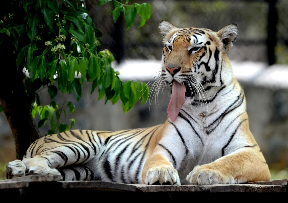 Hổ tại vườn bách thú Arignar Anna ở Chennai, Ấn Độ. (Nguồn: AFP/TTXVN)
