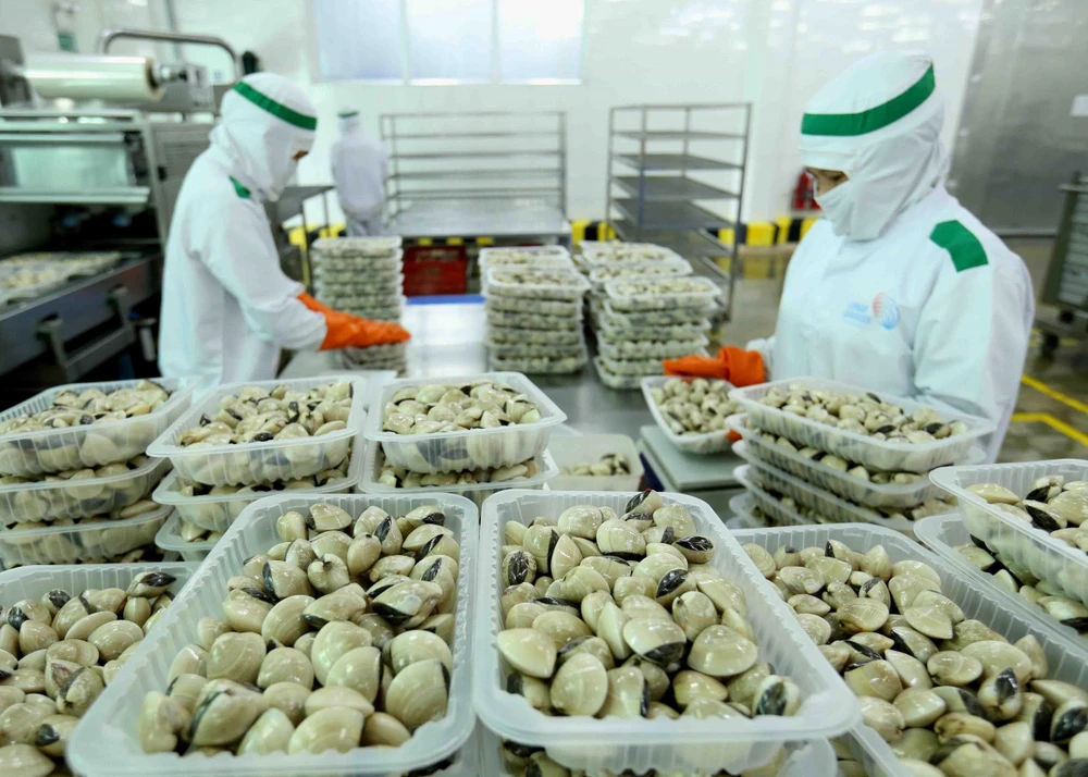 Đóng gói sản phẩm ngao nguyên con đông lạnh tại nhà máy của Công ty Thủy sản Lenger Việt Nam. Ảnh minh họa. (Ảnh: Vũ Sinh/TTXVN)