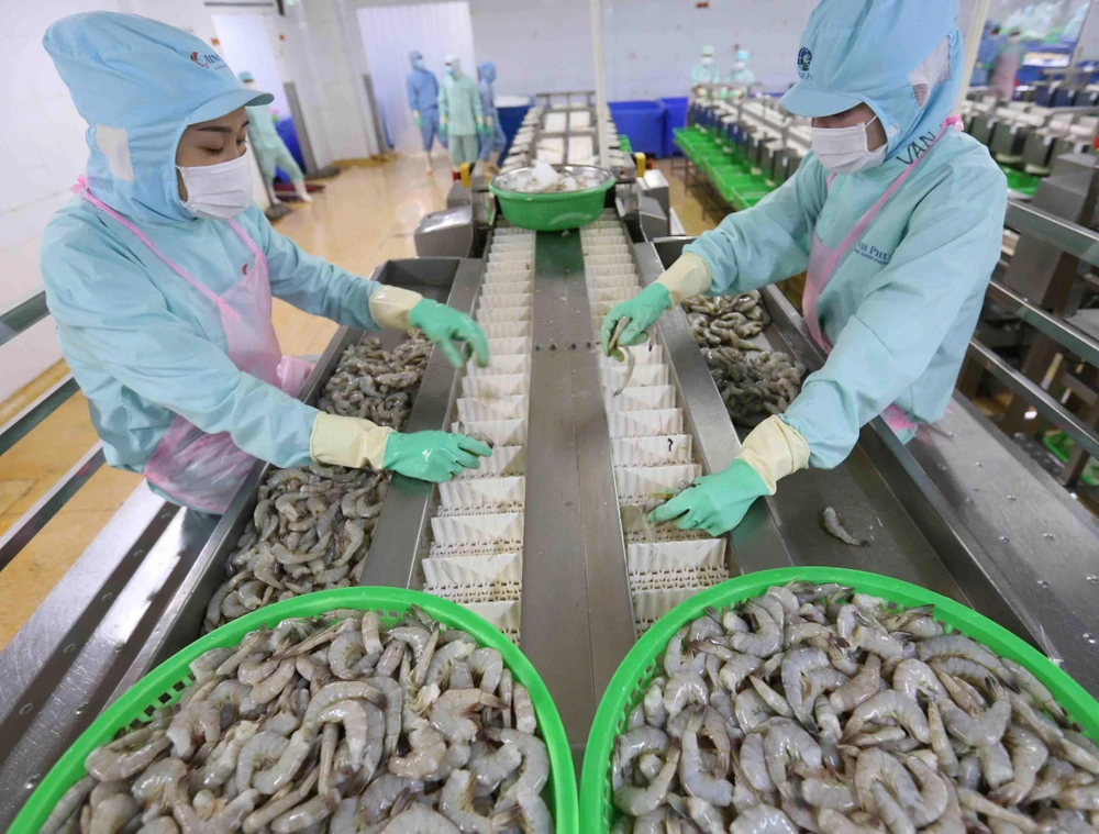 Dây chuyền chế biến sản phẩm tôm xuất khẩu tại nhà máy của Tập đoàn Thủy sản Minh Phú tỉnh Cà Mau. (Ảnh: Vũ Sinh/TTXVN)