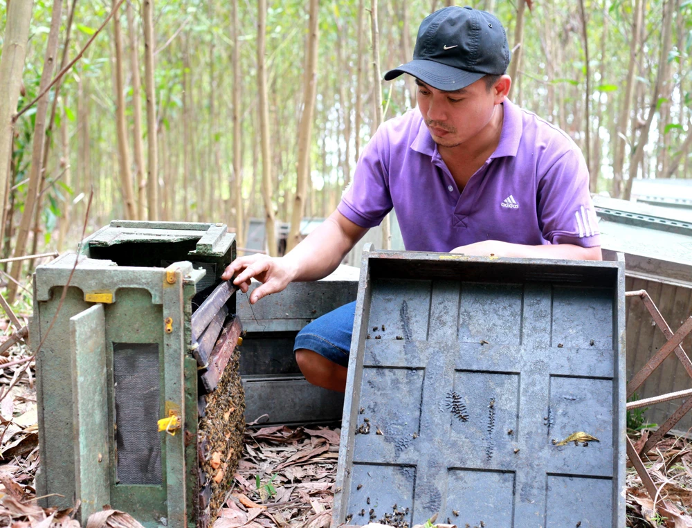 Anh Sơn, chủ trại ong dọn dẹp hiện trường, thu gom những trại ong còn sót lại. (Ảnh: Phước Ngọc/TTXVN)