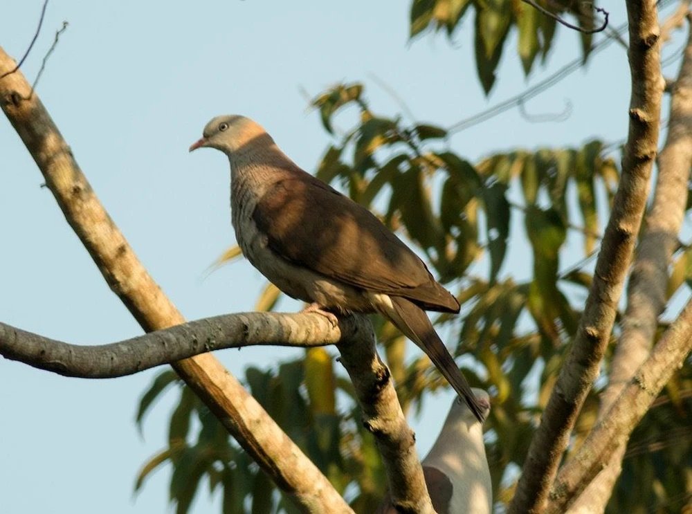 Chim Gầm Ghì lưng nâu quý hiếm. (Nguồn: birdwatchingvietnam.net)