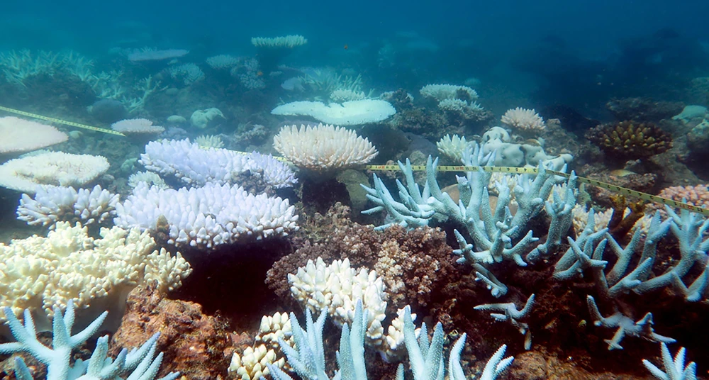 Trong ảnh (tư liệu): Rạn san hô Great Barrier ở Australia, ngày 19/4/2018. (Nguồn: AFP/TTXVN)