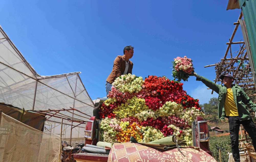 Hoa hồng được chuyển lên xe ôtô bán tải - phương tiện được mua nhờ nguồn thu nhập từ trồng hoa của nhiều hộ gia đình trong thị trấn Lạc Dương hiện nay. (Ảnh: Nguyễn Dũng/TTXVN)