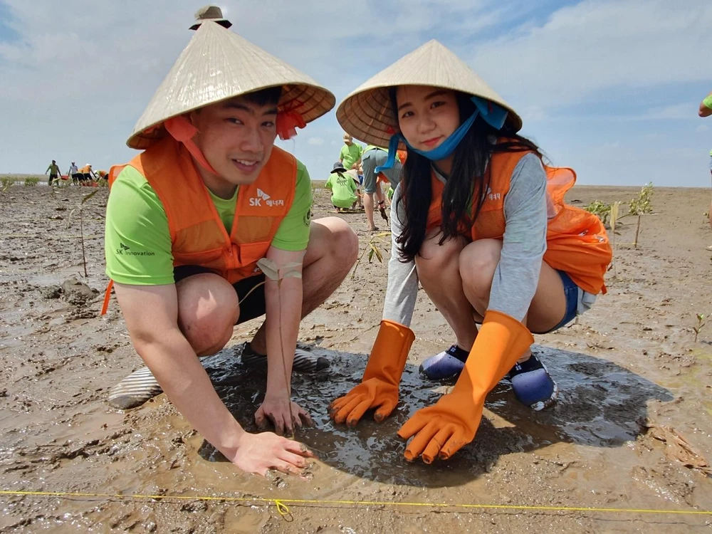 Các tình nguyện viên tham gia trồng rừng ngập mặn. (Nguồn: Vietnam+)
