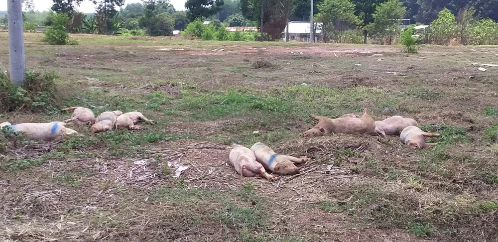 Lợn chết thối được vứt lén bên cạnh Quốc lộ 14. (Ảnh: Đậu Tất Thành/TTXVN)