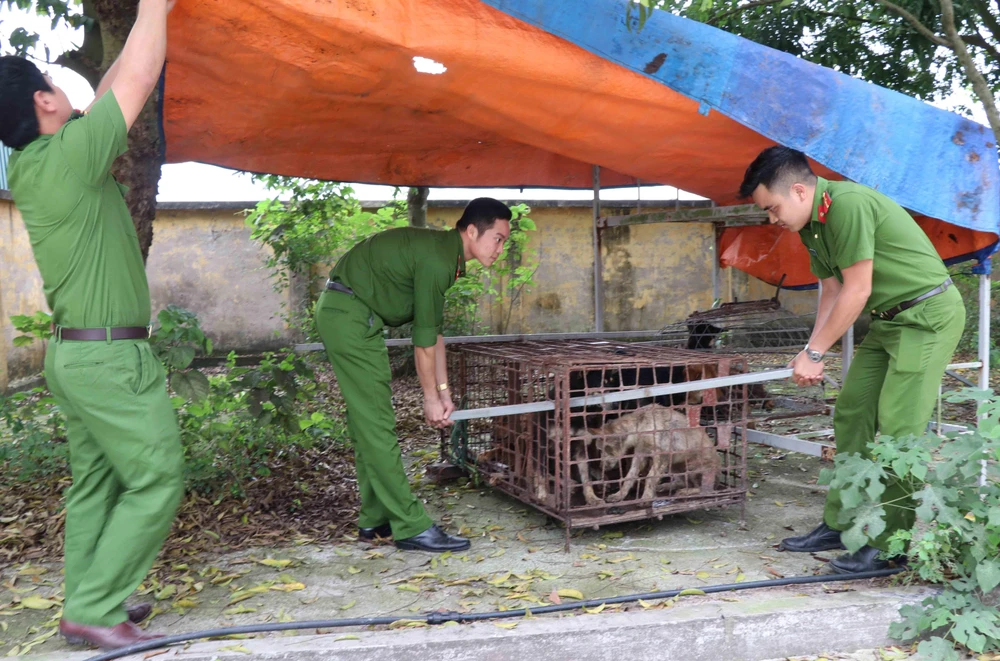 Đàn chó được chuyển tới Công an huyện Kim Động.(Ảnh: Đinh Tuấn/TTXVN)