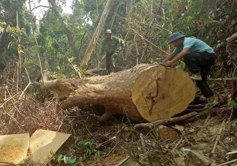 Hiện trường vụ phá rừng tại xã Cư Bông, huyện Ea Kar, Đắk Lắk. (Ảnh: TTXVN phát)